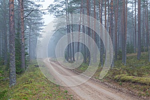 Morning fog in forest