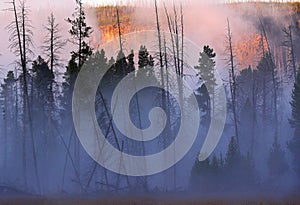 MORNING FOG IN A FOREST