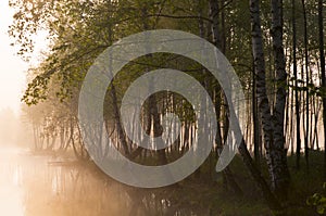 Morning fog in the forest