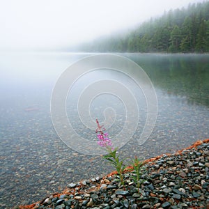 Morning fog on a forest lake. Flower on the shore, clear water.