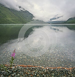 Morning fog on a forest lake. Flower on the shore, clear water.