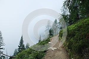 Fog in the forest in Reitaralm, Austia photo