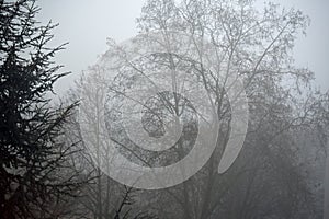 Morning Fog in Germany - Mystical Scene