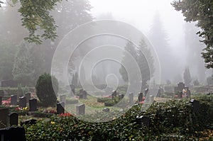 Morning fog in a graveyard