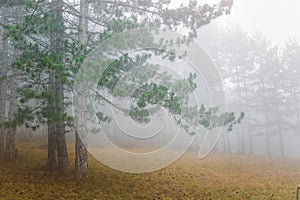 Morning fog at high mountain forest. Misty forest of pine trees on the mountains