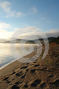 Morning fog over the Chivyrkuisky Bay. Sandy beach with plants of Isatis oblongata in a Snake Bay (Zmeyevaya Bay) photo