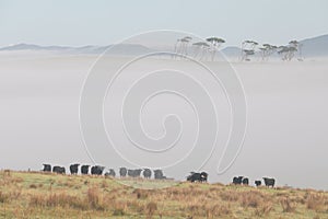 Morning fog over a meadow with cows in USA. Summer landscape with fog in valley above river, foggy morning. Landscape of fields