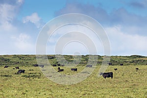 Morning fog over a meadow with cows in USA. Summer landscape with fog in valley above river, foggy morning. Landscape of fields