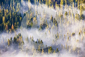 Morning fog in spruce and fir forest in warm sunlight