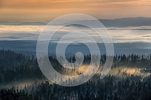 Morning fog in the spruce forest at sunrise in the High Tatras near Bilikova chata