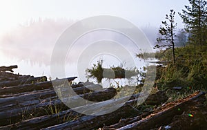 Morning Fog On A Swampy Forest Lake