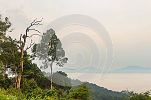 Morning fog and tree top in rainforest, KaengKraChan National pa
