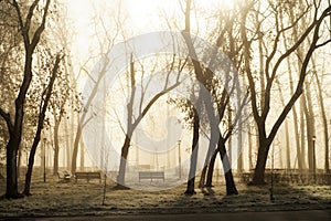 Morning fog among the trees in an autumn city park with benches and lanterns. Photo