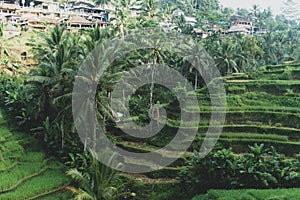 Morning fog view of Tegallalang Rice Terrace in Bali, Indonesia