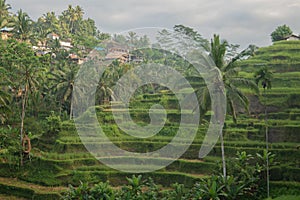 Morning fog view of Tegallalang Rice Terrace in Bali, Indonesia