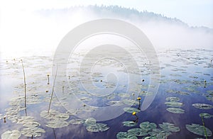 Morning fog on wild forest lake in Karelia