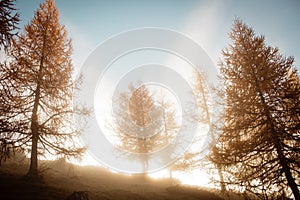 Morning foggy moods in autumn larch trees