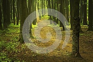 Morning in fogy forest