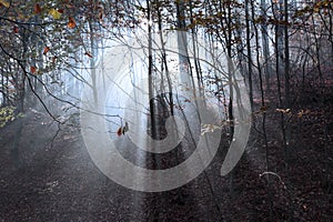 Morning in fogy forest