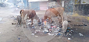 Morning food for poor cows