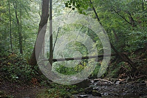 Morning in the forest