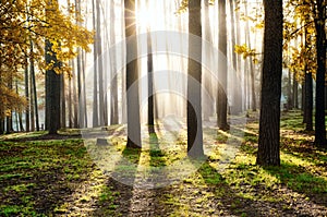 Morning in the forest