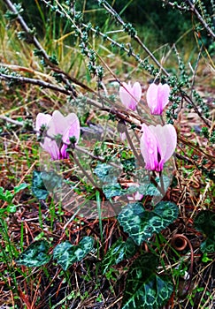 morning forest flowers