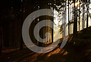 Morning forest in fog and sun