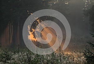 Morning in the forrest