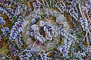 Morning frost deposited on the floor herbs in Uttarakhand, India photo