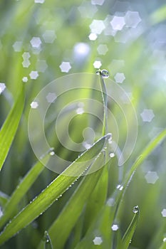 Morning fresh spring grass in dew with natural bokeh