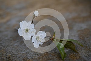 cherry flower lonely flower nature photo