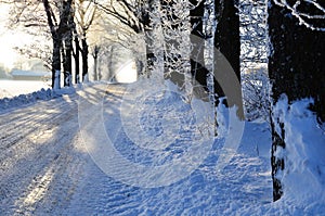 Morning frost in the alley