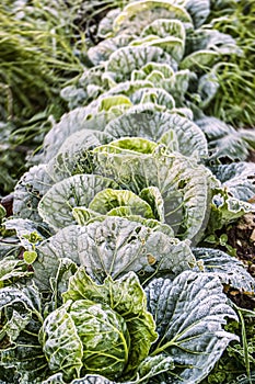 Morning frost covers cabbages