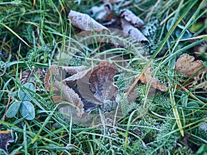 Morning with frost dew on the grass and dry leaves