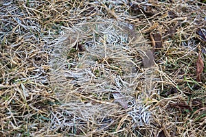 Morning frost and frosted leaves and grass