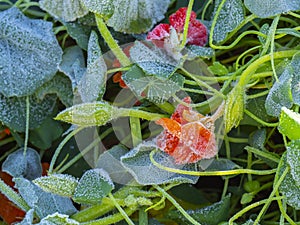 morning frost in the garden - frozen plants - macro detail