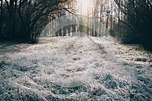 Morning frost on the grass