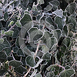 Morning frost on ivy plant