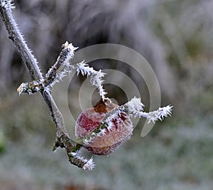 Morning frost on a rotten apple on a tree in january