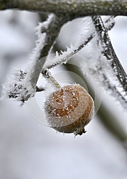Morning frost on a rotten apple on a tree in january