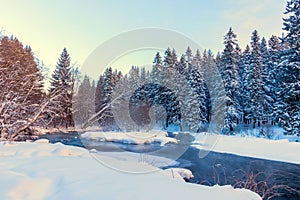 Morning frosty sunrise landscape behind tall pine trees, flowing river and clear white snow.