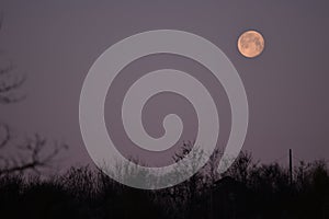 The morning full moon descending to the horizon trough the trees during the spring season