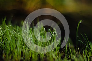 morning garden, the grass for the garden is covered with dew in the morning morning, grass in dew