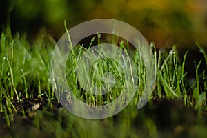 morning garden, the grass for the garden is covered with dew in the morning morning, grass in dew