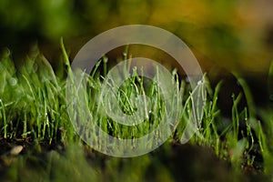 morning garden, the grass for the garden is covered with dew in the morning morning, grass in dew