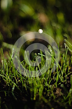 morning garden, the grass for the garden is covered with dew in the morning morning, grass in dew