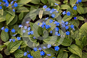 Morning garden in warm spring weather