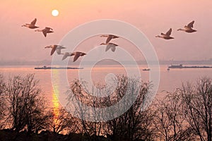 In the morning, geese fly on the qiantang river