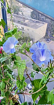 Morning Glories on a 12th floor balcony garden